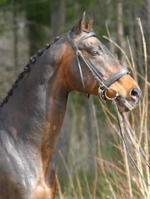 Unser letzter Hengst,Belmont Park XX v. Rocket XX,jetzt Privatbeschäler Finnland