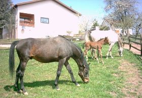 Belmont Park XX vorne mit Sensationelle und gemeinsamer Tochter Sunettra
