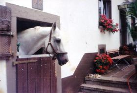 Unser erster Hengst....Perserfürst II