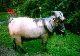 Cleo meckert.....lach