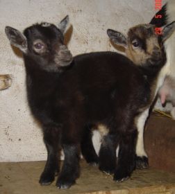 Brüderchen u. Schwesterchen